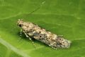 Scrobipalpa ocellatella